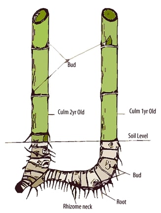 How to Plant a Bamboo Tree