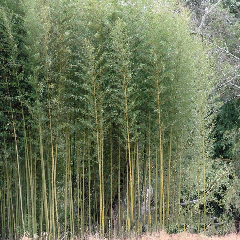 American Native Bamboo For Sale at Ty Ty Nursery