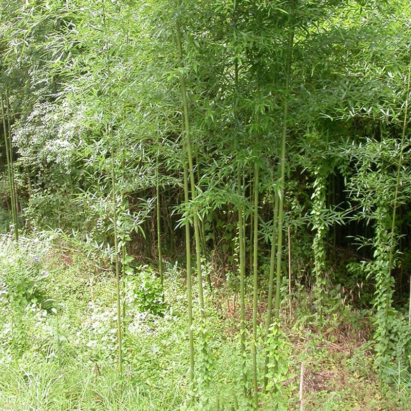 Weeping Willow Bamboo For Sale at Ty Ty Nursery