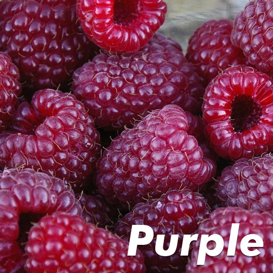 Clyde Purple Raspberry Buy Brandywine Purple Raspberry Plants Online at Ty Ty Nursery