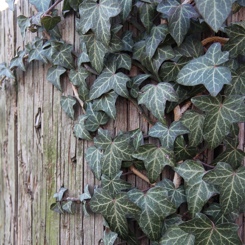 English Ivy For Sale at Ty Nursery