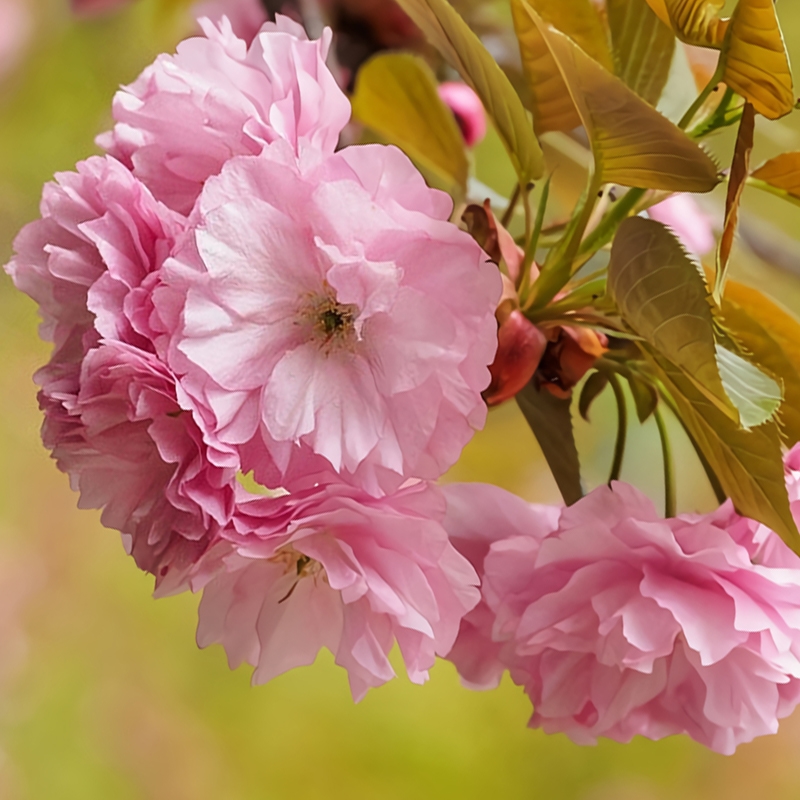 Popular Flowering Cherry Trees