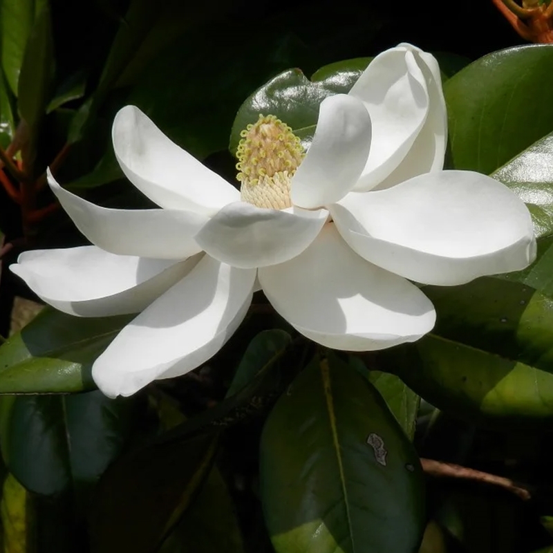 Magnolia Flowers, Varieties and Planting Tips - Flower Magazine