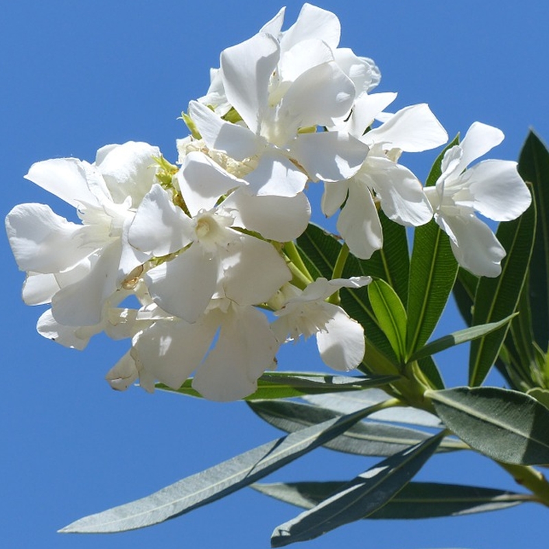 White Oleander For Sale At Ty Ty Nursery