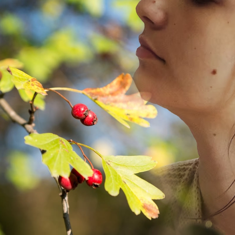 Buy SEH Mayhaw Trees Online at Ty Ty Nursery