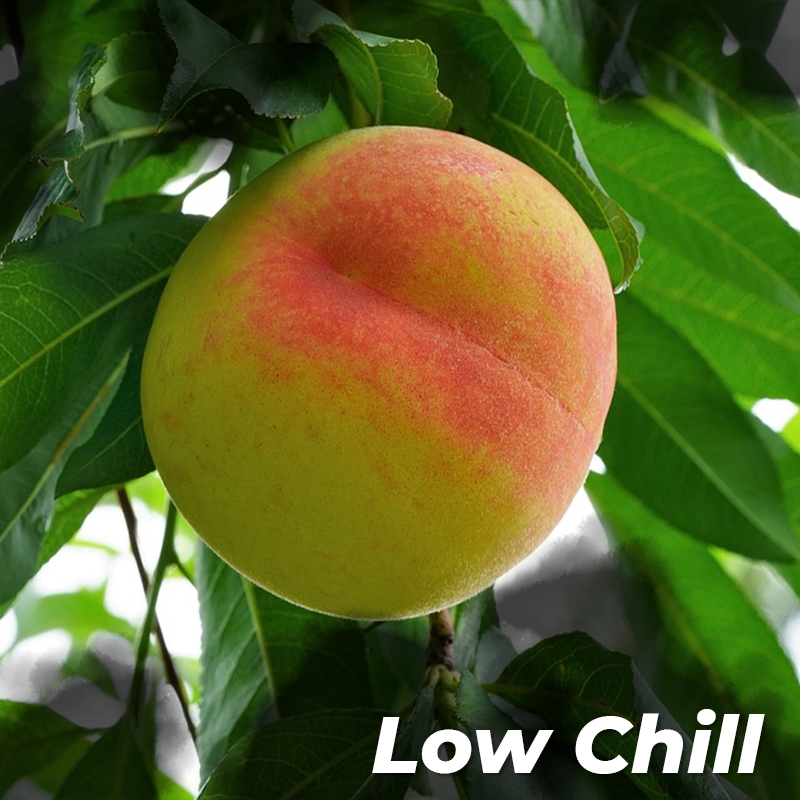 Buy Flordaking Peach Trees Online at Ty Ty Nursery