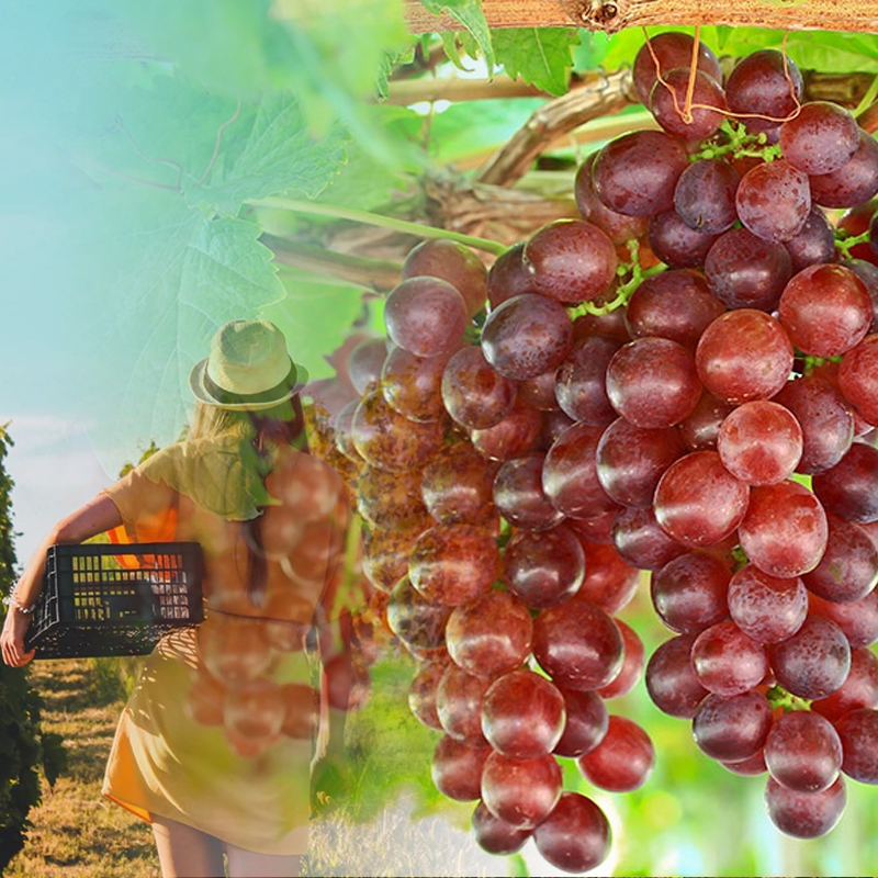 Princess Seedless Grape  Grape Vines From Paradise Nursery