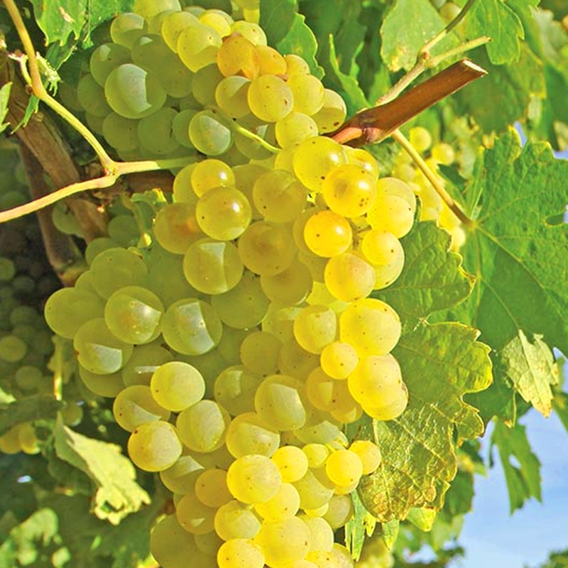 Thompson's Seedless Grapevines For Sale at Ty Ty Nursery