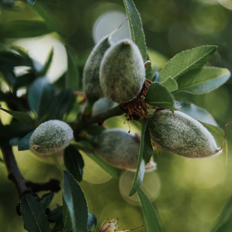 Buy Nikitas Pride Almond Trees Online at Ty Ty Nursery