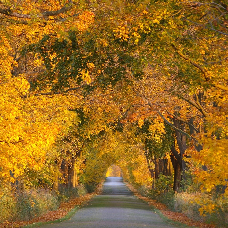 Buy Fantasy Maple Trees Online at Ty Ty Nursery