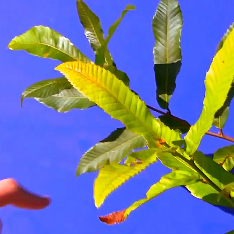 Buy Gobbler Oak Trees Online at Ty Ty Nursery
