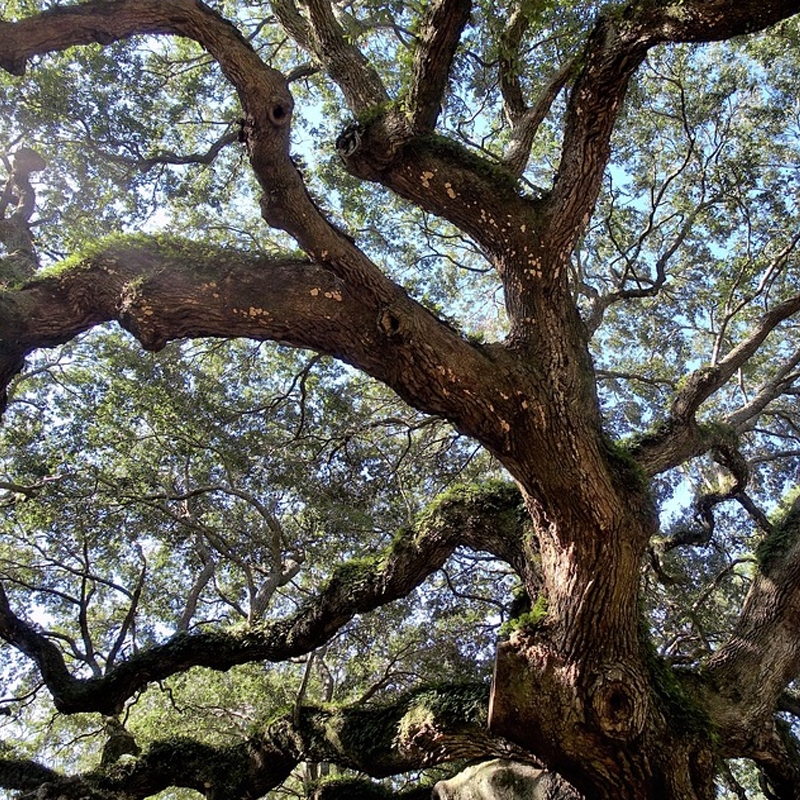 Дерево дуб Хадсон. Французский дуб дерево. Мраморный дуб дерево.